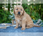 Puppy Flint Golden Retriever