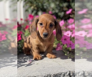 Dachshund Puppy for sale in CANOGA, NY, USA