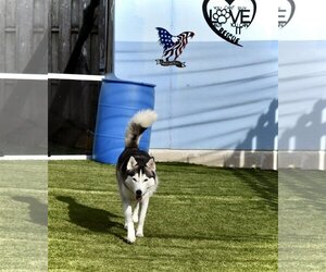 King - Male Siberian Husky Dog for Adoption - Photo #4