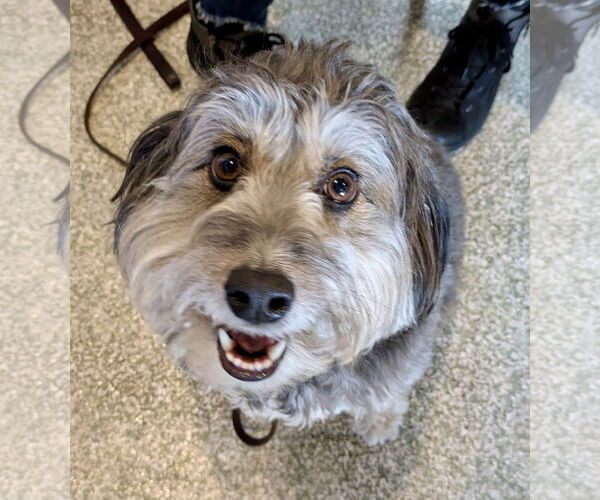 Medium Photo #2 Aussiedoodle Miniature  Puppy For Sale in St. Louis Park, MN, USA