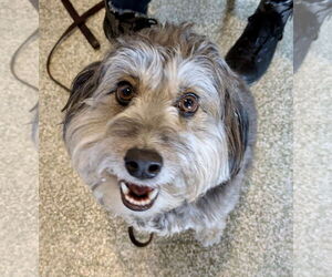 Benji - Male Aussiedoodle Miniature  Dog for Adoption - Photo #2
