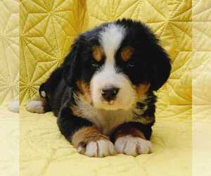 Bernese Mountain Dog Puppy for sale in ARTHUR, IL, USA