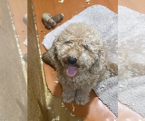Mother of the Goldendoodle (Miniature) puppies born on 07/23/2026