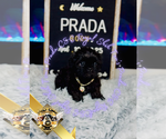Small #2 Shih Tzu