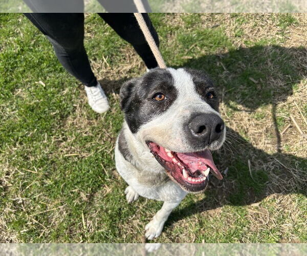 Medium Photo #4 American Pit Bull Terrier-Great Pyrenees Mix Puppy For Sale in Evansville, IN, USA