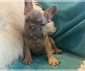 French Bulldog Puppy for sale in CHARLOTTE, NC, USA
