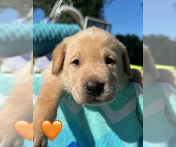 Medium Photo #10 Labrador Retriever Puppy For Sale in TURLOCK, CA, USA