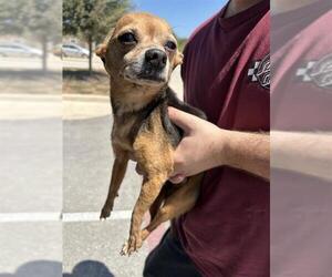 Chihuahua Dogs for adoption in San Antonio, TX, USA