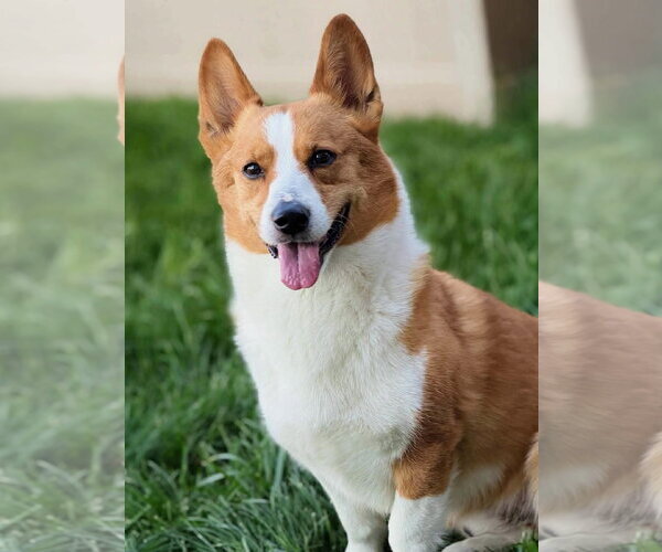 Medium Photo #1 Mutt Puppy For Sale in Denver , CO, USA