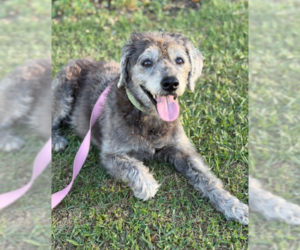 Poodle (Miniature)-Unknown Mix Dogs for adoption in San Diego, CA, USA