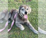 Edith - Female Poodle (Miniature)-Unknown Mix Dog for Adoption - Small photo