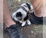 Small #1 Miniature Australian Shepherd