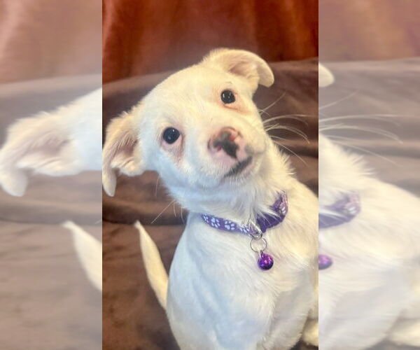 Medium Photo #2 Chihuahua-Unknown Mix Puppy For Sale in Andover, MN, USA