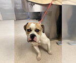 Small Boxer Mix