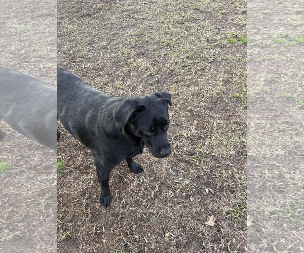 Medium Photo #6 Mutt Puppy For Sale in Rockaway, NJ, USA