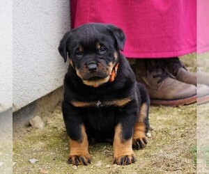 Rottweiler Puppy for sale in FREDERICKSBURG, OH, USA