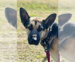 Small #2 German Shepherd Dog