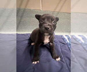 Labrador Retriever Dogs for adoption in Baytown, TX, USA