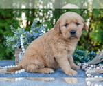 Small Photo #9 Golden Retriever Puppy For Sale in NAPPANEE, IN, USA