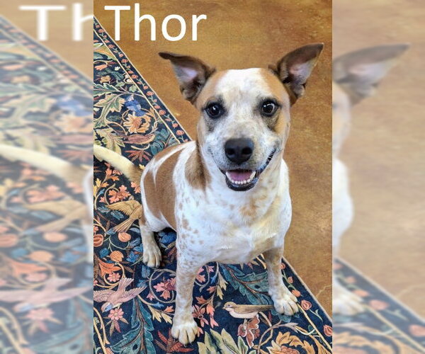 Medium Photo #4 Red Heeler-Staffordshire Bull Terrier Mix Puppy For Sale in Mountain View, AR, USA