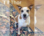 Small #3 Red Heeler-Staffordshire Bull Terrier Mix