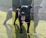 Small #1 Labrador Retriever Mix