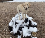 Small Photo #11 Labrador Retriever Puppy For Sale in AURORA, CO, USA