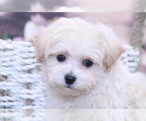 Poochon Puppy for sale in MARIETTA, GA, USA