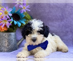 Medium Havanese-Poodle (Toy) Mix