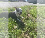 Small Photo #6 Boston Terrier Puppy For Sale in FREDONIA, KS, USA