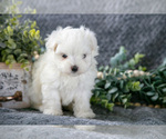 Small Photo #10 Maltese Puppy For Sale in HOLMESVILLE, OH, USA