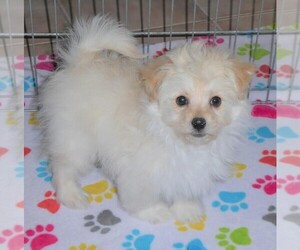 Pomeranian-Poodle (Toy) Mix Puppy for sale in ORO VALLEY, AZ, USA