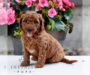 Poodle (Miniature) Puppy for sale in MADISONBURG, PA, USA