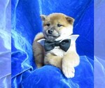 Small Photo #11 Shiba Inu Puppy For Sale in NORWOOD, MO, USA
