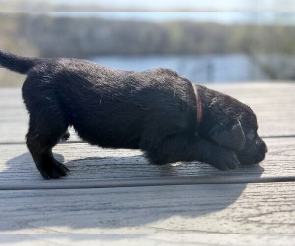 Medium Photo #5 Labrador Retriever Puppy For Sale in EAGAN, MN, USA