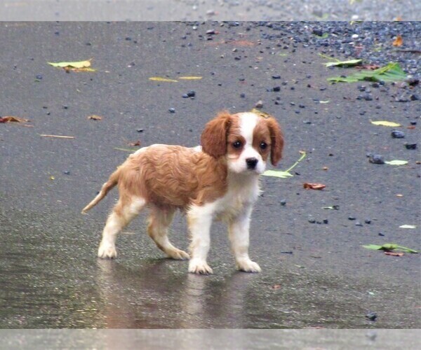 Medium Photo #2 Cavalier King Charles Spaniel Puppy For Sale in REINHOLDS, PA, USA