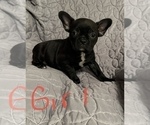 Small Photo #5 Faux Frenchbo Bulldog Puppy For Sale in GREENEVILLE, TN, USA