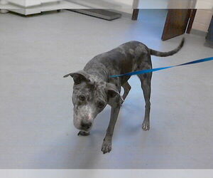 Catahoula Leopard Dog Dogs for adoption in Fayetteville, NC, USA