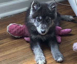 German Shepherd Dog-Siberian Husky Mix Puppy for sale in MEMPHIS, TN, USA