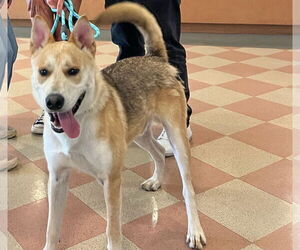 Mutt Dogs for adoption in Woodland Hills, CA, USA