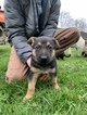 Small Photo #13 German Shepherd Dog Puppy For Sale in MYRTLE CREEK, OR, USA