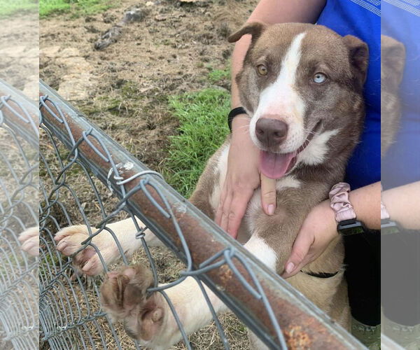 Medium Photo #6 Siberian Husky-Unknown Mix Puppy For Sale in Rockaway, NJ, USA