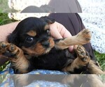 Small Photo #7 Cavalier King Charles Spaniel Puppy For Sale in CARLISLE, KY, USA