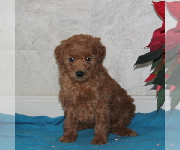 Medium Photo #2 Goldendoodle-Poodle (Miniature) Mix Puppy For Sale in STRASBURG, PA, USA