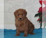 Small Photo #2 Goldendoodle-Poodle (Miniature) Mix Puppy For Sale in STRASBURG, PA, USA