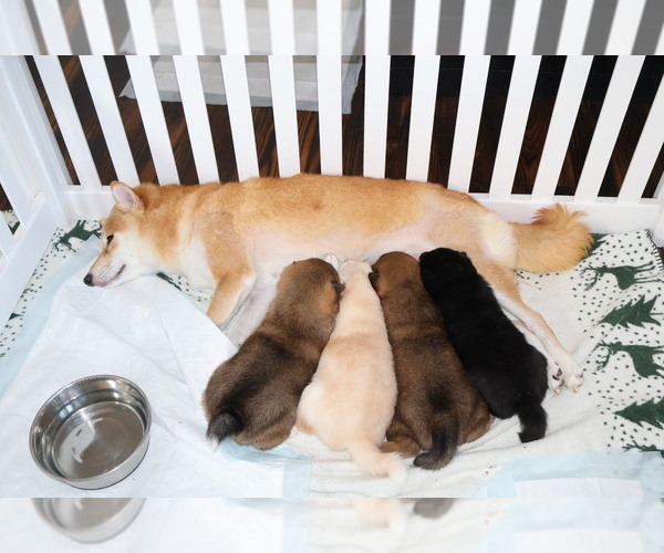 Medium Photo #5 Shiba Inu Puppy For Sale in WINTER PARK, FL, USA