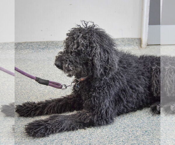 Medium Photo #5 Mutt Puppy For Sale in Huntley, IL, USA