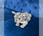 Small #31 French Bulldog
