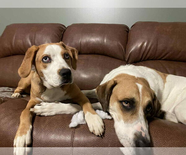 Medium Photo #3 Bernese Mountain Dog-Unknown Mix Puppy For Sale in Columbus, IN, USA