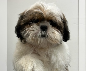 Shih Tzu Puppy for sale in LOUISVILLE, KY, USA